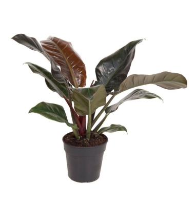 Baumfreund Philodendron Imperial Red 19cm