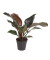 Baumfreund Philodendron Imperial Red 19cm