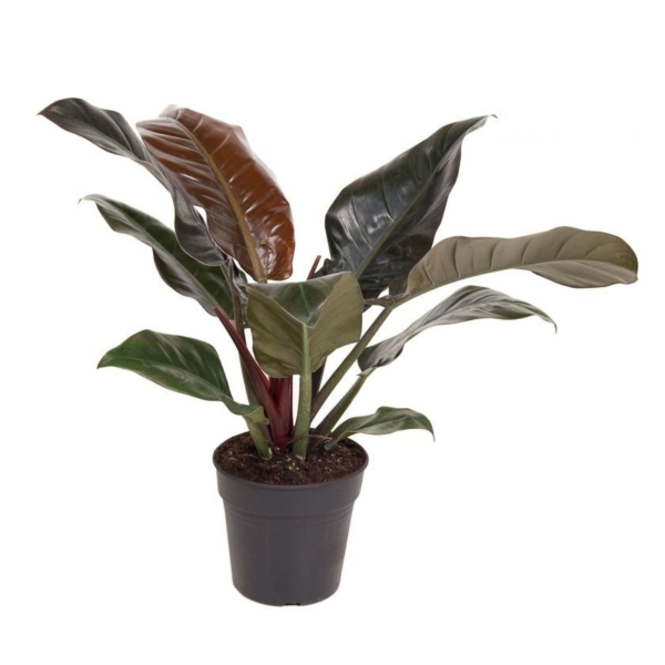 4003969172333 - Baumfreund Philodendron Imperial Red 19cm 4003969172333 Soennecken