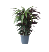 Korbmarante Calathea Wavestar 27cm