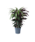 Korbmarante Calathea Wavestar 27cm
