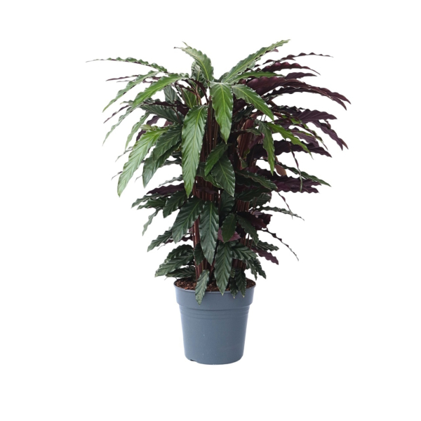 4003969172456 - Korbmarante Calathea Wavestar 27cm 4003969172456 Soennecken