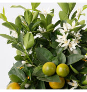 Orangenbaum Citrus Calamondin auf Stiel 19cm