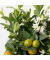 Orangenbaum Citrus Calamondin auf Stiel 19cm