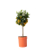 Orangenbaum Citrus Calamondin auf Stiel 19cm