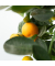 Orangenbaum Citrus Calamondin auf Stiel 19cm