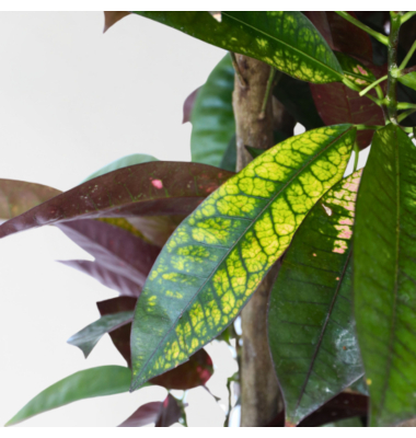 Codiaeum Iceton XXL 31cm