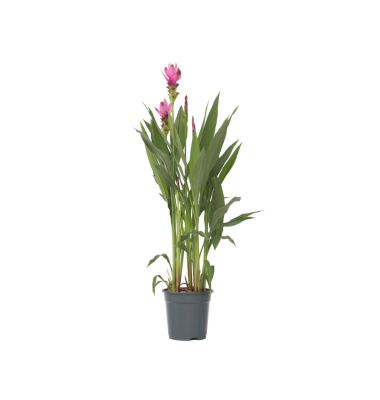 Kurkuma XL Siam Splash 19cm