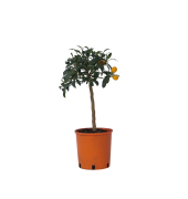 Kumquatbaum auf Stamm 19cm
