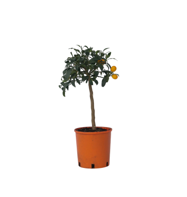Kumquatbaum auf Stamm 19cm