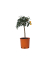 Kumquatbaum auf Stamm 19cm