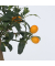 Kumquatbaum auf Stamm 19cm