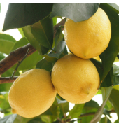Zitronenbaum auf Stiel 19cm