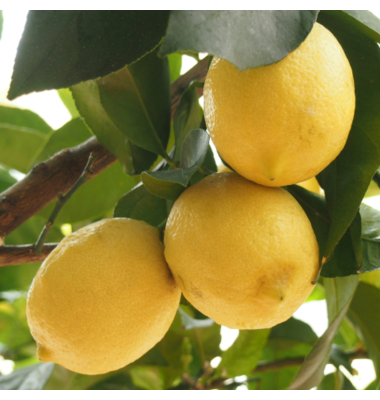 Zitronenbaum auf Stiel 19cm