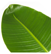 Strelitzia Nicolai Paradiesvogel XXL 28cm