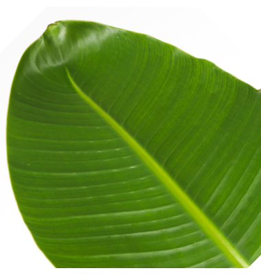 Strelitzia Nicolai Paradiesvogel XXL 28cm