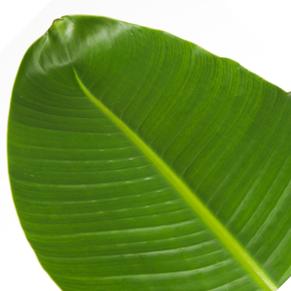 4003969172890 - Strelitzia Nicolai Paradiesvogel XXL 28cm 4003969172890 Soennecken