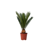 Sagopalmfarn Cycas Revoluta 15cm