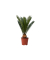Sagopalmfarn Cycas Revoluta 15cm
