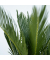 Sagopalmfarn Cycas Revoluta 15cm