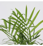 Grüne Zimmerpflanzen Trendy 12cm sort 4St