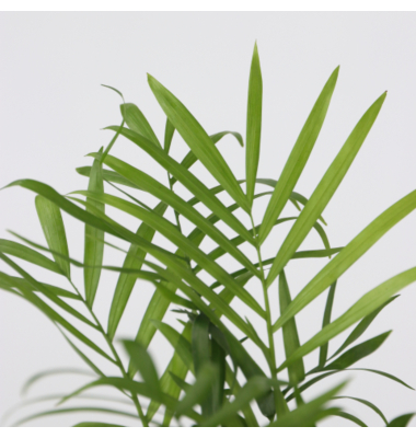 Gr&uuml;ne Zimmerpflanzen Trendy 12cm sort 4St