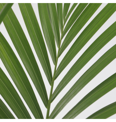 Kentia Zimmerpalme XXL Howea Forsteriana 24cm