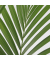 Kentia Zimmerpalme XXL Howea Forsteriana 24cm