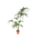 Kentia Zimmerpalme XXL Howea Forsteriana 24cm