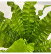 Grüne Zimmerpflanzen Luftreinigend 12cm sort 5St