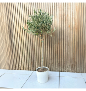 Olivenbaum XL Olea Europaea auf Stiel 21cm