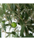 Olivenbaum XL Olea Europaea auf Stiel 21cm