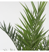 Kanarische Dattelpalme XL 19cm