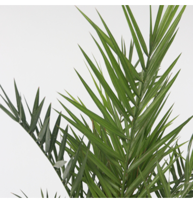 Kanarische Dattelpalme XL 19cm