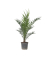 Kanarische Dattelpalme XL 19cm