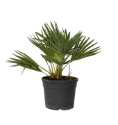 Vulkan Zwergpalme Chamaerops 19cm