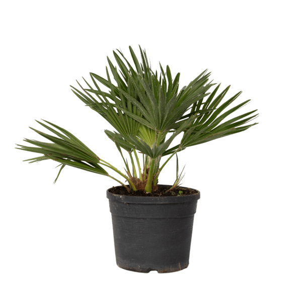 4003969172135 - Vulkan Zwergpalme Chamaerops 19cm 4003969172135 Soennecken