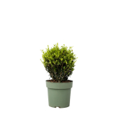 Japanische Stechpalme Ilex Crenata Kugel 17cm
