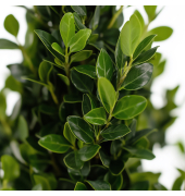 Japanische Stechpalme Ilex Crenata Pyramide 21cm