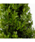 Japanische Stechpalme Ilex Crenata Pyramide 21cm