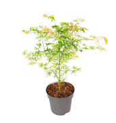 Japanischer Ahorn Acer Ukigumo 19cm