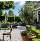 Olivenbaum Olea Europeana 19cm