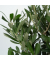 Olivenbaum Olea Europeana 19cm