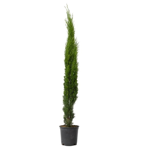 4003969173002 - Mittelmeer-Zypresse Toskanischer Halbmond 19cm 4003969173002 Soennecken