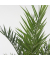 Kanarische Dattelpalme Phoenix canariensis 15cm