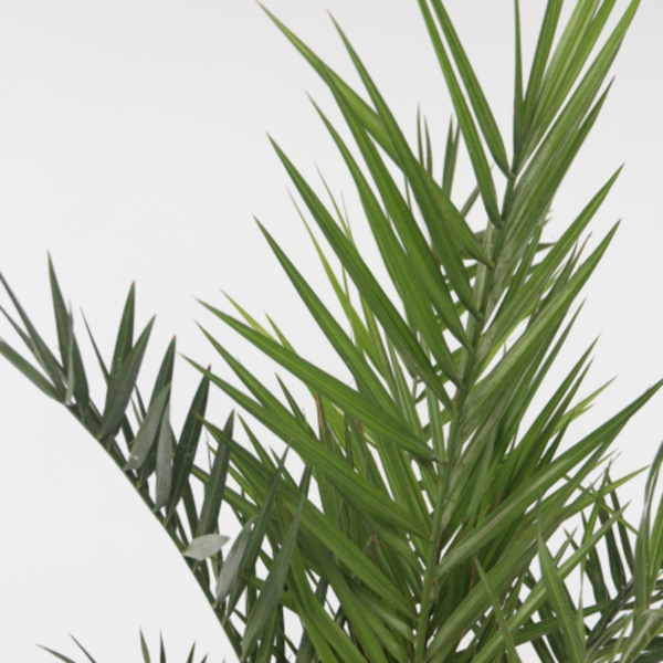 4003969173057 - Kanarische Dattelpalme Phoenix canariensis 15cm 4003969173057 Soennecken