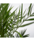 Kanarische Dattelpalme Phoenix canariensis 15cm