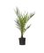 Kanarische Dattelpalme Phoenix canariensis 15cm
