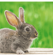 Osterserviette 33x33cm