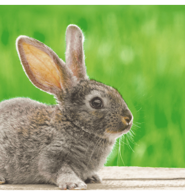 Osterserviette 33x33cm